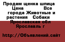 Продам щенка шпица.  › Цена ­ 15 000 - Все города Животные и растения » Собаки   . Ярославская обл.,Ярославль г.